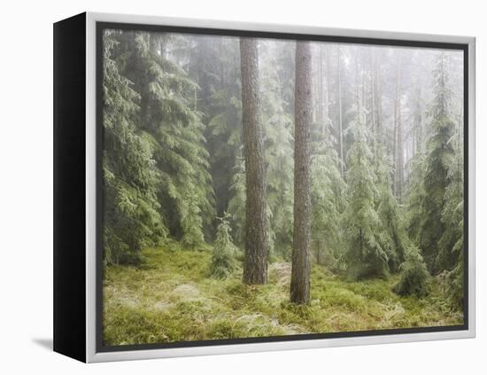 Iced Up Forest in the Wechsel Region, Lower Austria, Austria-Rainer Mirau-Framed Premier Image Canvas