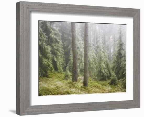 Iced Up Forest in the Wechsel Region, Lower Austria, Austria-Rainer Mirau-Framed Photographic Print