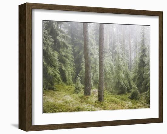 Iced Up Forest in the Wechsel Region, Lower Austria, Austria-Rainer Mirau-Framed Photographic Print