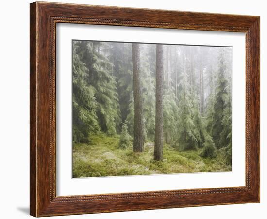 Iced Up Forest in the Wechsel Region, Lower Austria, Austria-Rainer Mirau-Framed Photographic Print