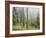 Iced Up Forest in the Wechsel Region, Lower Austria, Austria-Rainer Mirau-Framed Photographic Print