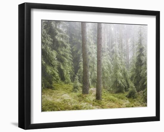 Iced Up Forest in the Wechsel Region, Lower Austria, Austria-Rainer Mirau-Framed Photographic Print