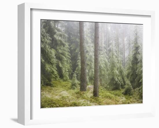 Iced Up Forest in the Wechsel Region, Lower Austria, Austria-Rainer Mirau-Framed Photographic Print