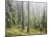 Iced Up Forest in the Wechsel Region, Lower Austria, Austria-Rainer Mirau-Mounted Photographic Print