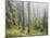 Iced Up Forest in the Wechsel Region, Lower Austria, Austria-Rainer Mirau-Mounted Photographic Print