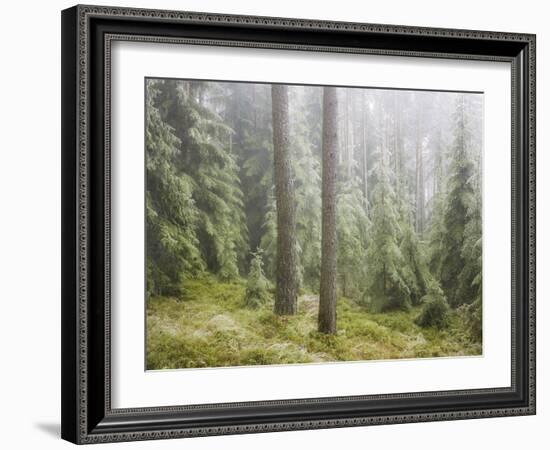 Iced Up Forest in the Wechsel Region, Lower Austria, Austria-Rainer Mirau-Framed Photographic Print