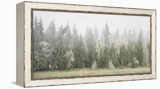 Iced Up Forest in the Wechsel Region, Lower Austria, Austria-Rainer Mirau-Framed Premier Image Canvas