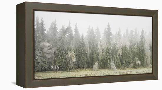 Iced Up Forest in the Wechsel Region, Lower Austria, Austria-Rainer Mirau-Framed Premier Image Canvas