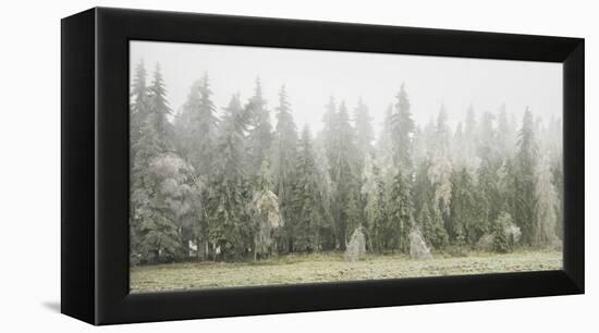 Iced Up Forest in the Wechsel Region, Lower Austria, Austria-Rainer Mirau-Framed Premier Image Canvas