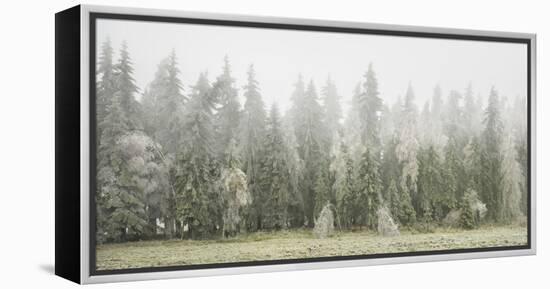 Iced Up Forest in the Wechsel Region, Lower Austria, Austria-Rainer Mirau-Framed Premier Image Canvas