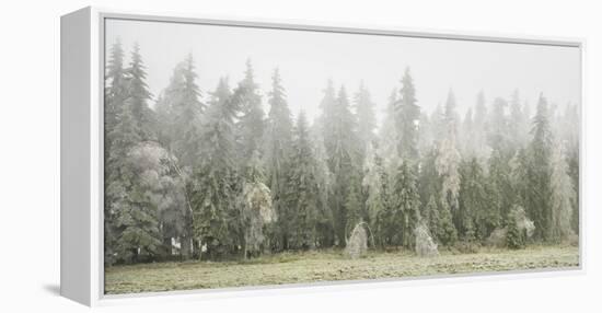 Iced Up Forest in the Wechsel Region, Lower Austria, Austria-Rainer Mirau-Framed Premier Image Canvas