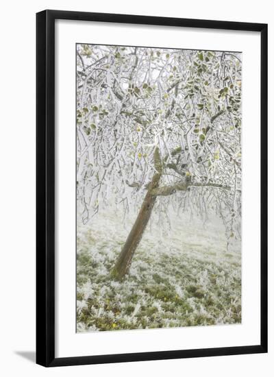 Iced Up Fruit Trees in the Wechsel Region, Lower Austria, Austria-Rainer Mirau-Framed Photographic Print