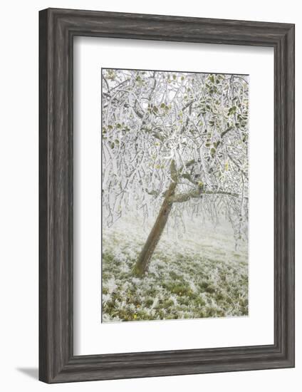 Iced Up Fruit Trees in the Wechsel Region, Lower Austria, Austria-Rainer Mirau-Framed Photographic Print