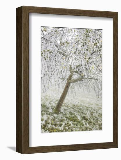 Iced Up Fruit Trees in the Wechsel Region, Lower Austria, Austria-Rainer Mirau-Framed Photographic Print