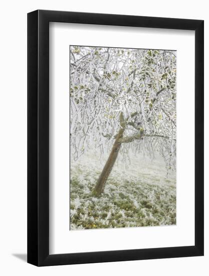 Iced Up Fruit Trees in the Wechsel Region, Lower Austria, Austria-Rainer Mirau-Framed Photographic Print