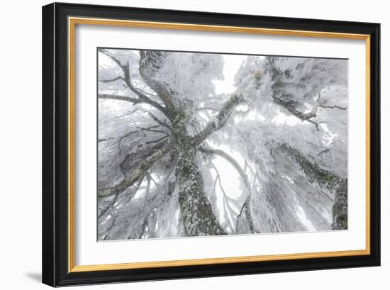 Iced Up Weeping Willows in the Wechsel Region, Lower Austria, Austria-Rainer Mirau-Framed Photographic Print