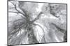 Iced Up Weeping Willows in the Wechsel Region, Lower Austria, Austria-Rainer Mirau-Mounted Photographic Print