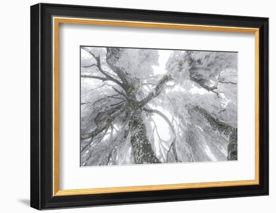 Iced Up Weeping Willows in the Wechsel Region, Lower Austria, Austria-Rainer Mirau-Framed Photographic Print