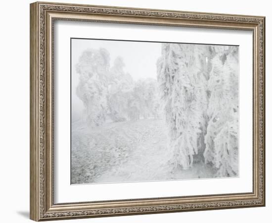 Iced Up Weeping Willows in the Wechsel Region, Lower Austria, Austria-Rainer Mirau-Framed Photographic Print