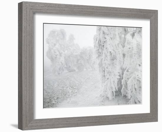 Iced Up Weeping Willows in the Wechsel Region, Lower Austria, Austria-Rainer Mirau-Framed Photographic Print