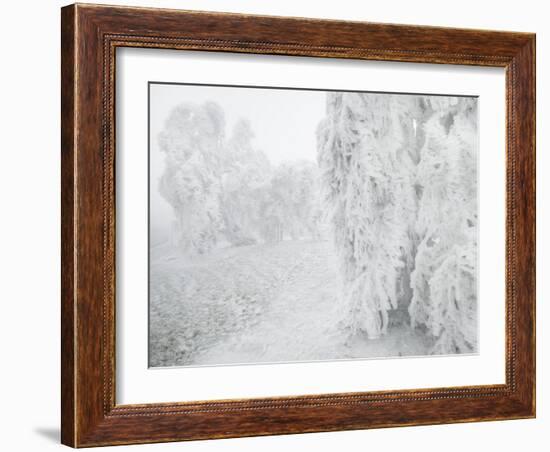 Iced Up Weeping Willows in the Wechsel Region, Lower Austria, Austria-Rainer Mirau-Framed Photographic Print