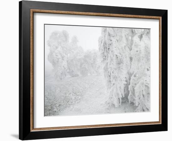 Iced Up Weeping Willows in the Wechsel Region, Lower Austria, Austria-Rainer Mirau-Framed Photographic Print