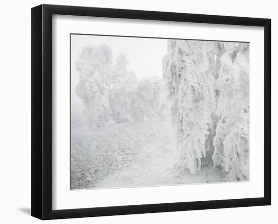 Iced Up Weeping Willows in the Wechsel Region, Lower Austria, Austria-Rainer Mirau-Framed Photographic Print
