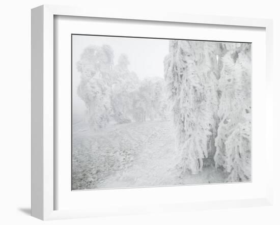 Iced Up Weeping Willows in the Wechsel Region, Lower Austria, Austria-Rainer Mirau-Framed Photographic Print