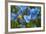 Iceland, Akureyri. Blue Poppies in the Botanical Garden Lystigaardur-Cindy Miller Hopkins-Framed Photographic Print