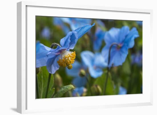 Iceland, Akureyri. Blue Poppies in the Botanical Garden Lystigaardur-Cindy Miller Hopkins-Framed Photographic Print