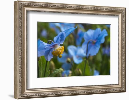 Iceland, Akureyri. Blue Poppies in the Botanical Garden Lystigaardur-Cindy Miller Hopkins-Framed Photographic Print