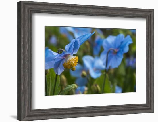 Iceland, Akureyri. Blue Poppies in the Botanical Garden Lystigaardur-Cindy Miller Hopkins-Framed Photographic Print