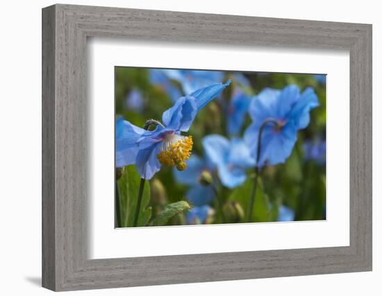 Iceland, Akureyri. Blue Poppies in the Botanical Garden Lystigaardur-Cindy Miller Hopkins-Framed Photographic Print