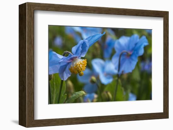 Iceland, Akureyri. Blue Poppies in the Botanical Garden Lystigaardur-Cindy Miller Hopkins-Framed Photographic Print