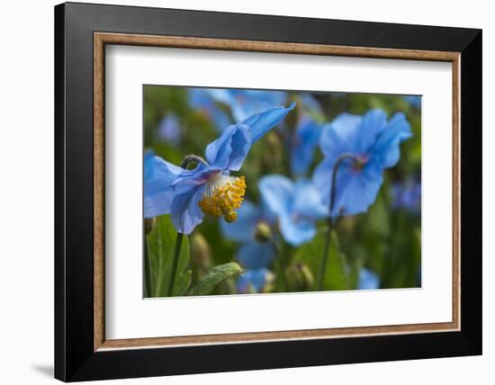 Iceland, Akureyri. Blue Poppies in the Botanical Garden Lystigaardur-Cindy Miller Hopkins-Framed Photographic Print