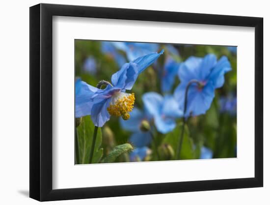 Iceland, Akureyri. Blue Poppies in the Botanical Garden Lystigaardur-Cindy Miller Hopkins-Framed Photographic Print