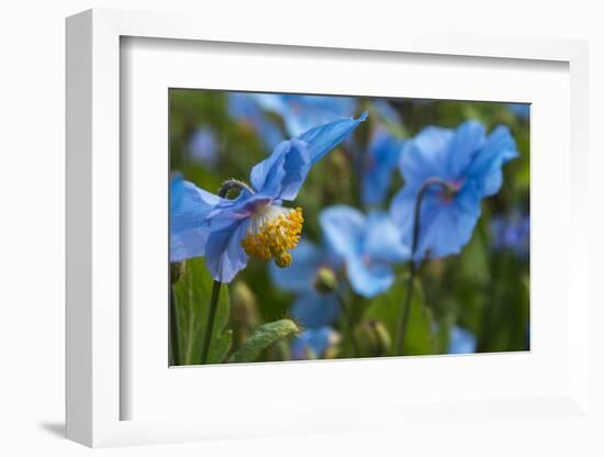 Iceland, Akureyri. Blue Poppies in the Botanical Garden Lystigaardur-Cindy Miller Hopkins-Framed Photographic Print