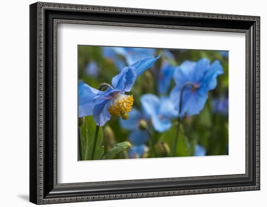 Iceland, Akureyri. Blue Poppies in the Botanical Garden Lystigaardur-Cindy Miller Hopkins-Framed Photographic Print