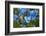 Iceland, Akureyri. Blue Poppies in the Botanical Garden Lystigaardur-Cindy Miller Hopkins-Framed Photographic Print