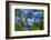 Iceland, Akureyri. Blue Poppies in the Botanical Garden Lystigaardur-Cindy Miller Hopkins-Framed Photographic Print