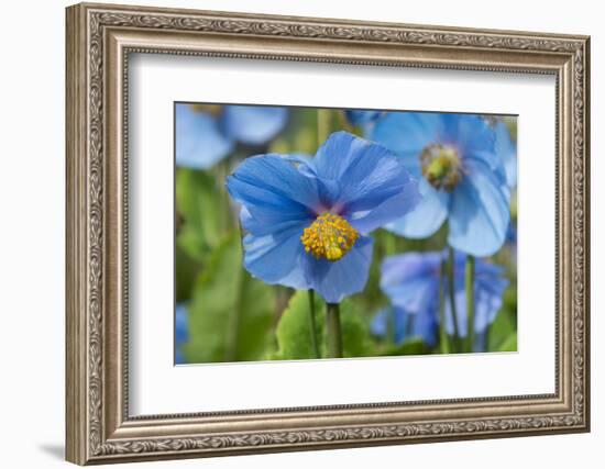 Iceland, Akureyri. Blue Poppies in the Botanical Garden Lystigaardur-Cindy Miller Hopkins-Framed Photographic Print