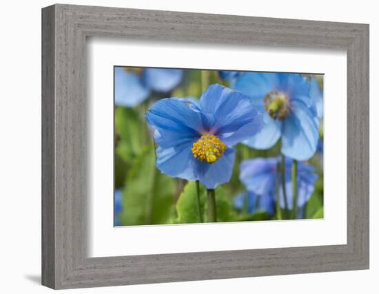 Iceland, Akureyri. Blue Poppies in the Botanical Garden Lystigaardur-Cindy Miller Hopkins-Framed Photographic Print