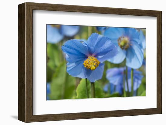 Iceland, Akureyri. Blue Poppies in the Botanical Garden Lystigaardur-Cindy Miller Hopkins-Framed Photographic Print