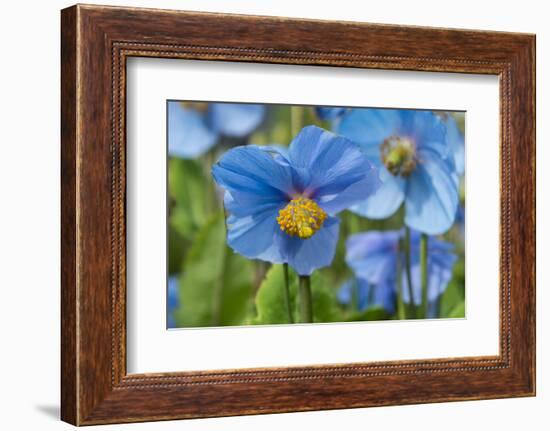 Iceland, Akureyri. Blue Poppies in the Botanical Garden Lystigaardur-Cindy Miller Hopkins-Framed Photographic Print