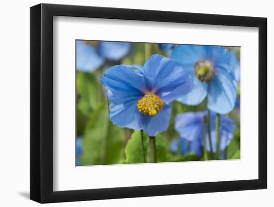 Iceland, Akureyri. Blue Poppies in the Botanical Garden Lystigaardur-Cindy Miller Hopkins-Framed Photographic Print