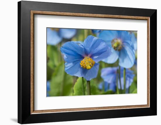 Iceland, Akureyri. Blue Poppies in the Botanical Garden Lystigaardur-Cindy Miller Hopkins-Framed Photographic Print