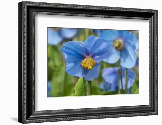 Iceland, Akureyri. Blue Poppies in the Botanical Garden Lystigaardur-Cindy Miller Hopkins-Framed Photographic Print