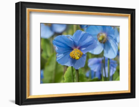 Iceland, Akureyri. Blue Poppies in the Botanical Garden Lystigaardur-Cindy Miller Hopkins-Framed Photographic Print