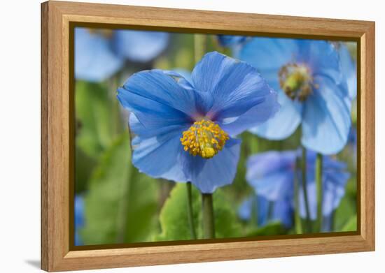 Iceland, Akureyri. Blue Poppies in the Botanical Garden Lystigaardur-Cindy Miller Hopkins-Framed Premier Image Canvas