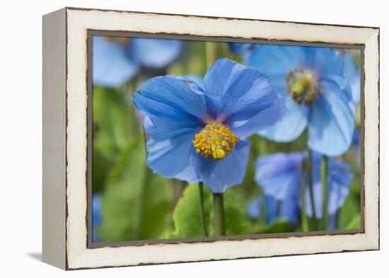 Iceland, Akureyri. Blue Poppies in the Botanical Garden Lystigaardur-Cindy Miller Hopkins-Framed Premier Image Canvas